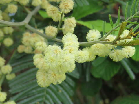 Image of black wattle