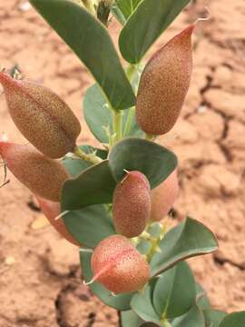 Image de Astragalus asclepiadoides M. E. Jones