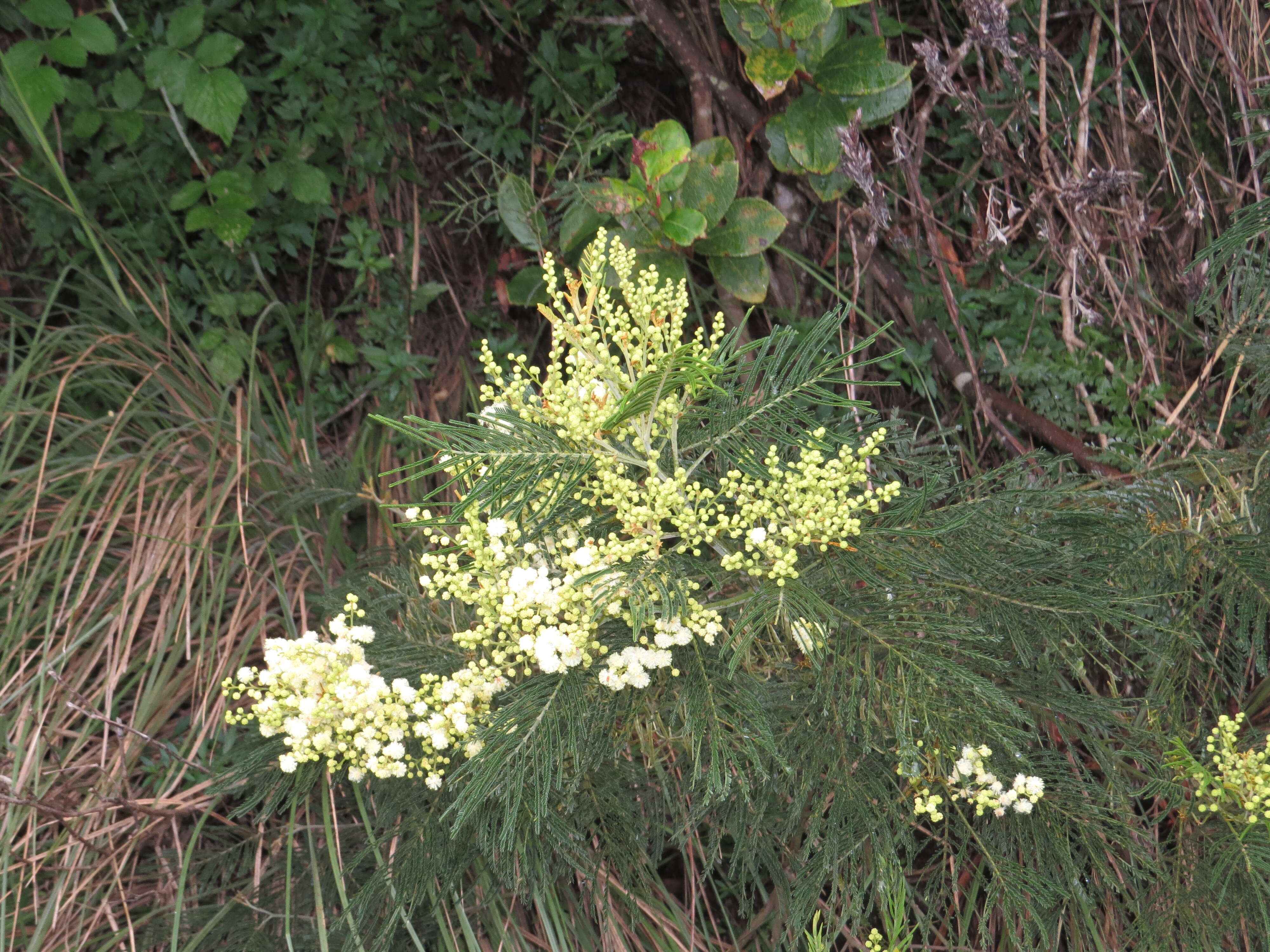 Image of black wattle