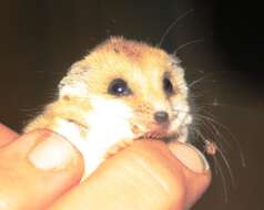 Image of Fat-tailed Dunnart