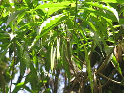 Image of Alstonia venenata R. Br.