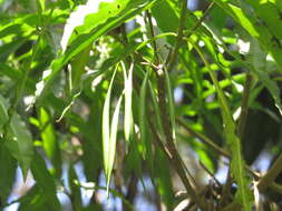 Слика од Alstonia venenata R. Br.