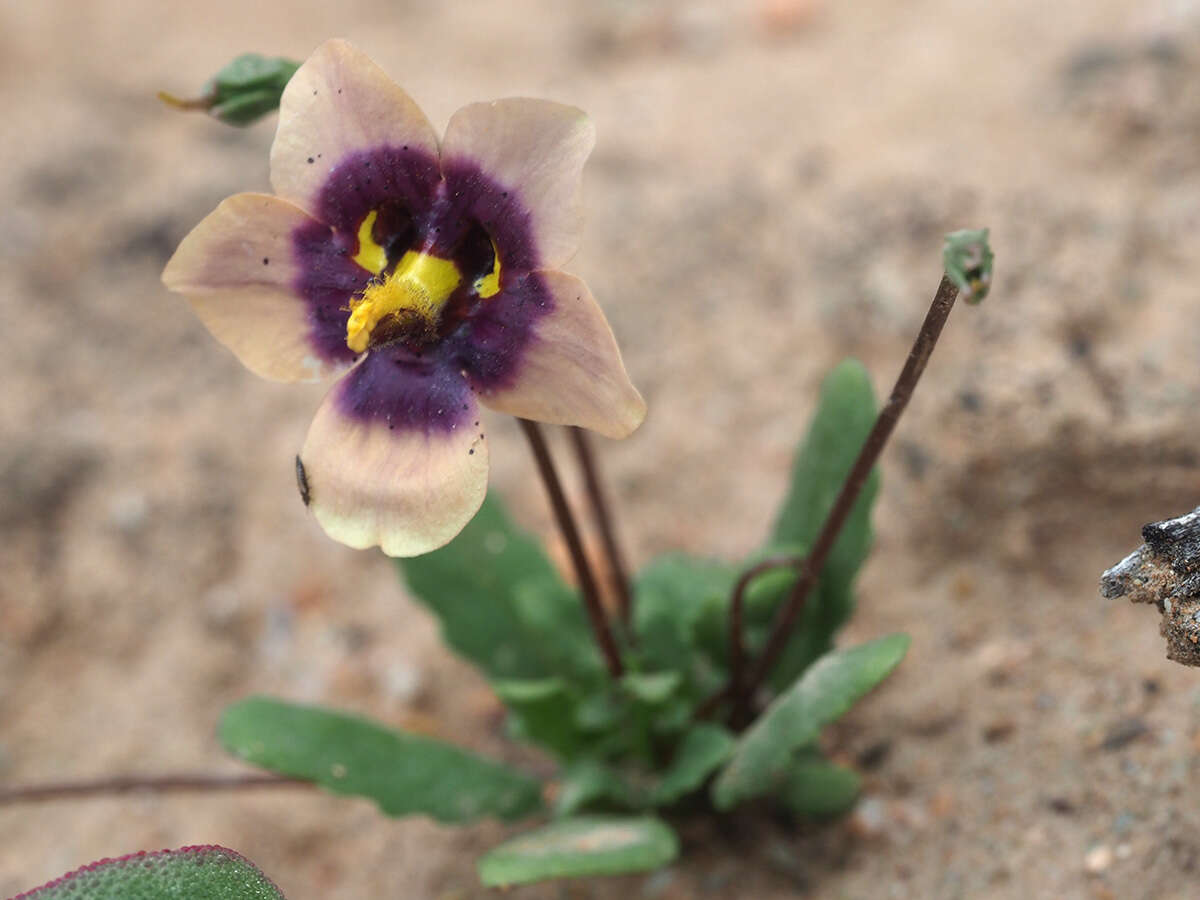 Image of Diascia bicolor K. E. Steiner