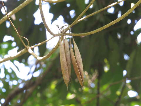 Слика од Alstonia venenata R. Br.