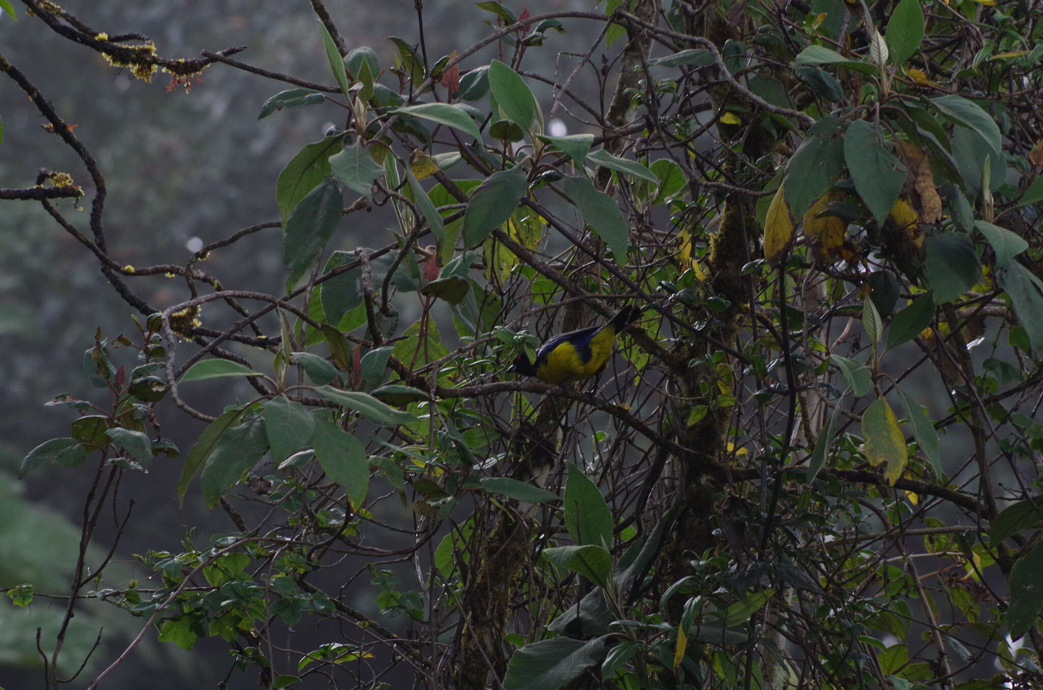 Image of Hooded Mountain Tanager