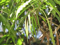 Image of Alstonia venenata R. Br.