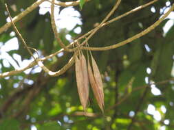 Image of Alstonia venenata R. Br.