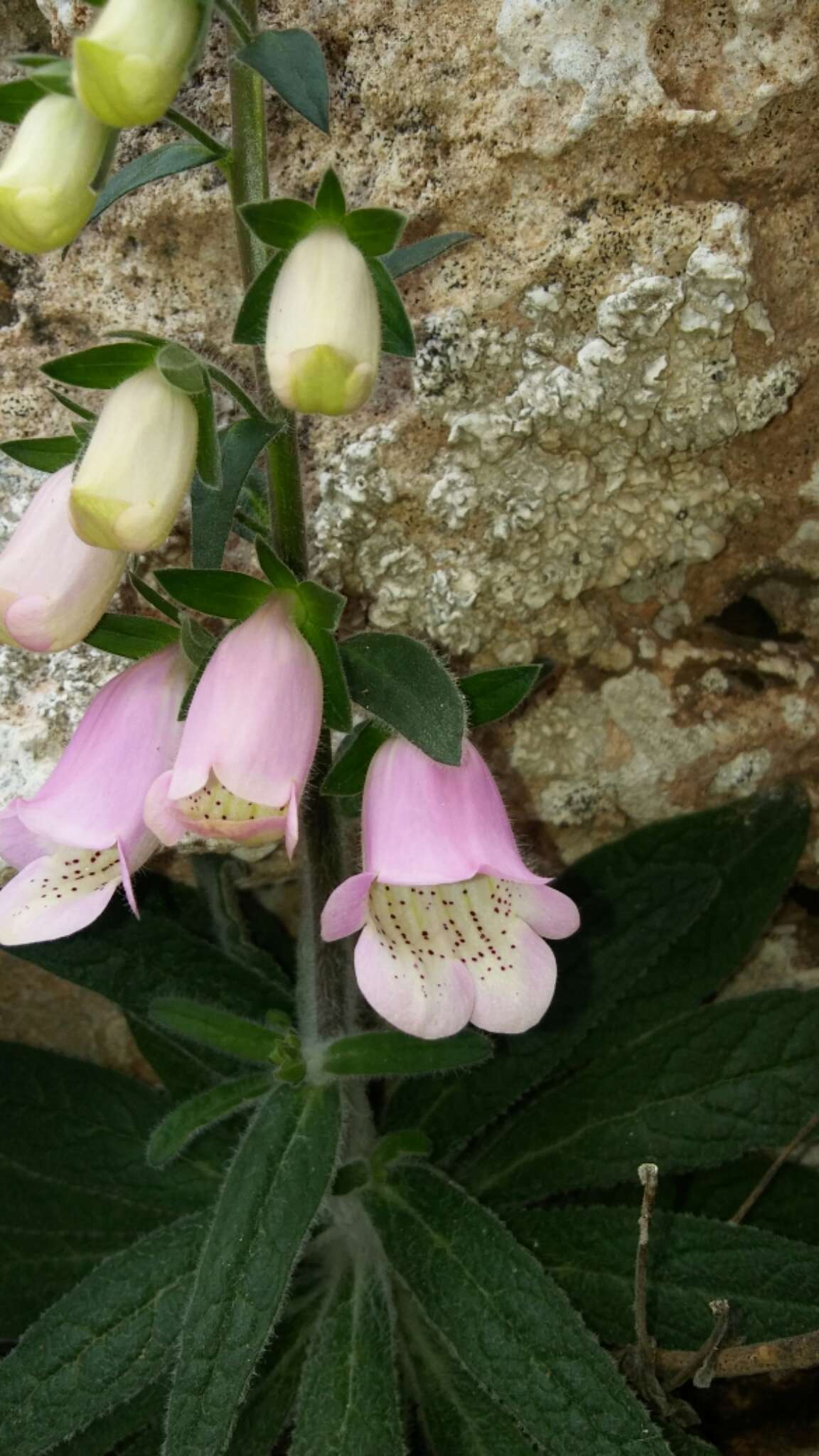 Imagem de Digitalis minor L.