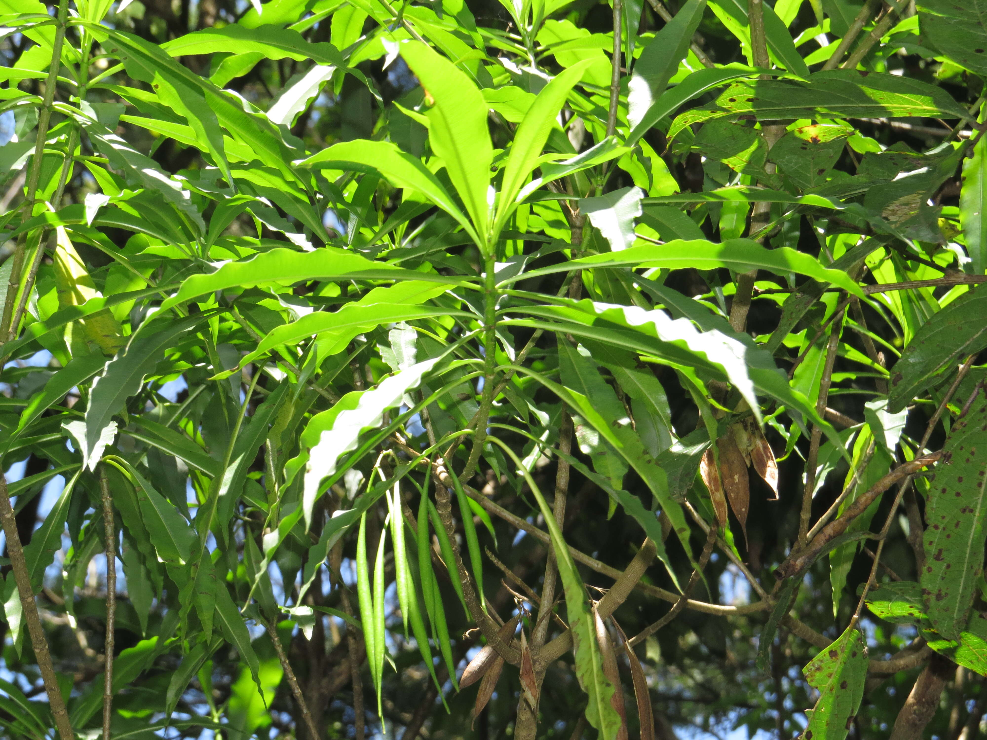 Image of Alstonia venenata R. Br.