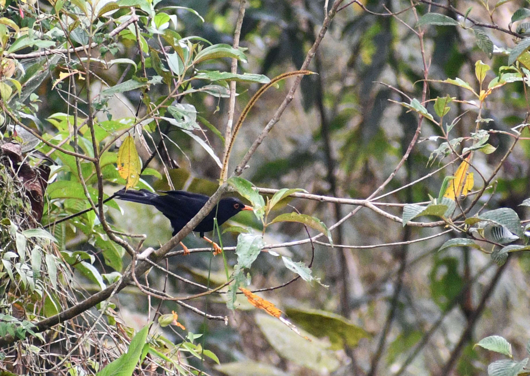 Image of Glossy-black Thrush