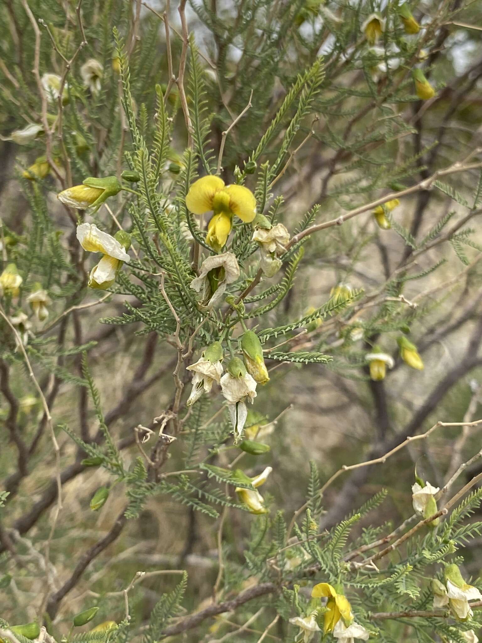 Sivun Brongniartia minutifolia S. Watson kuva