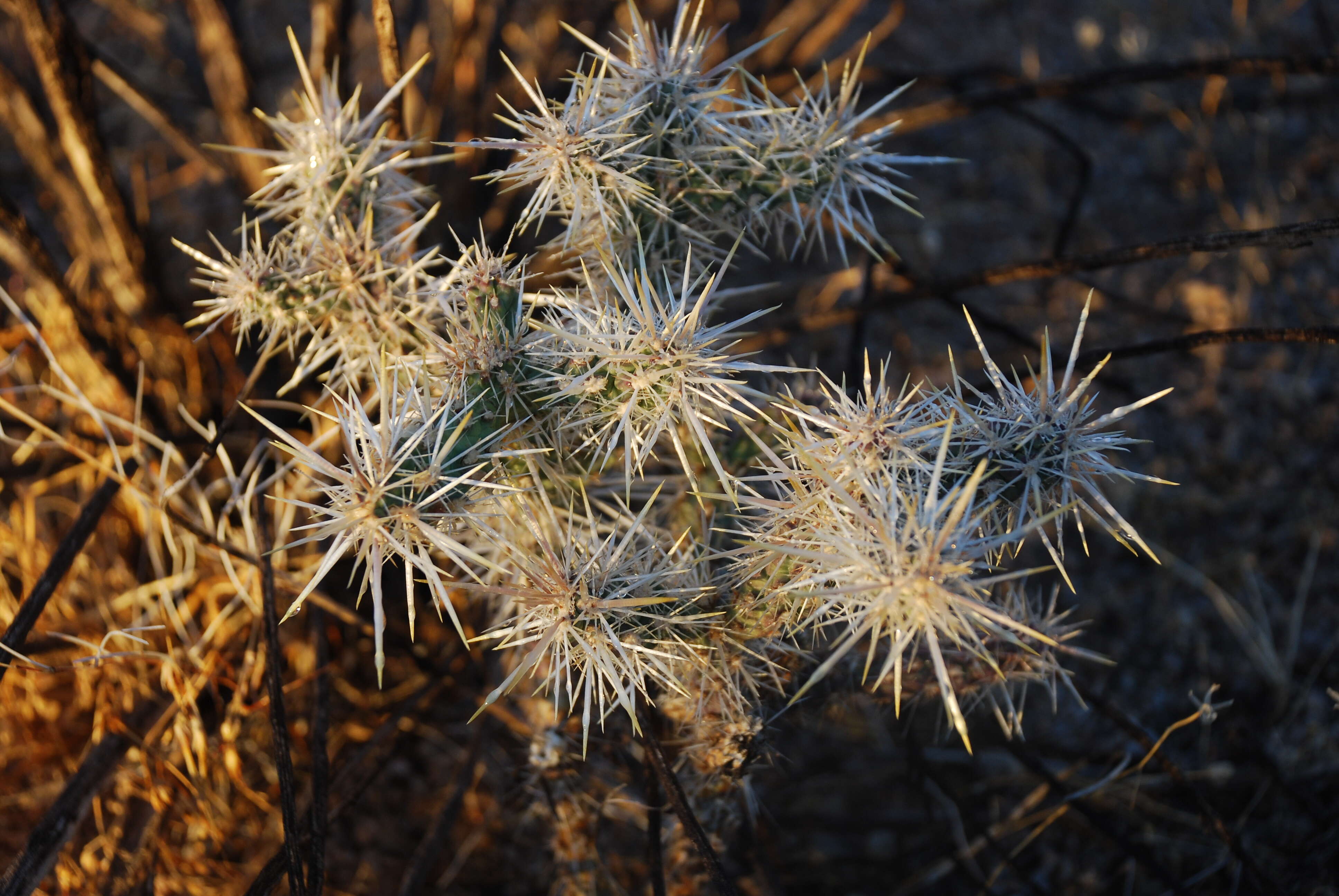 Image de Cylindropuntia bigelovii (Engelm.) F. M. Knuth