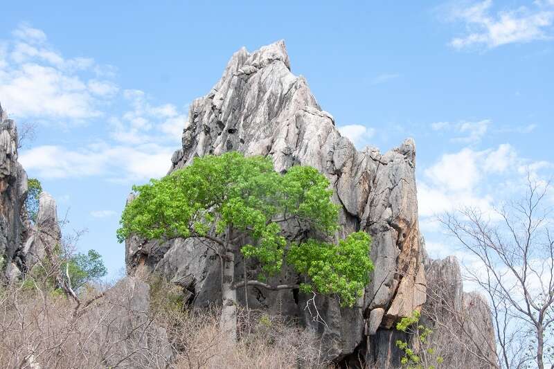 Imagem de Brachychiton chillagoensis G. P. Guymer