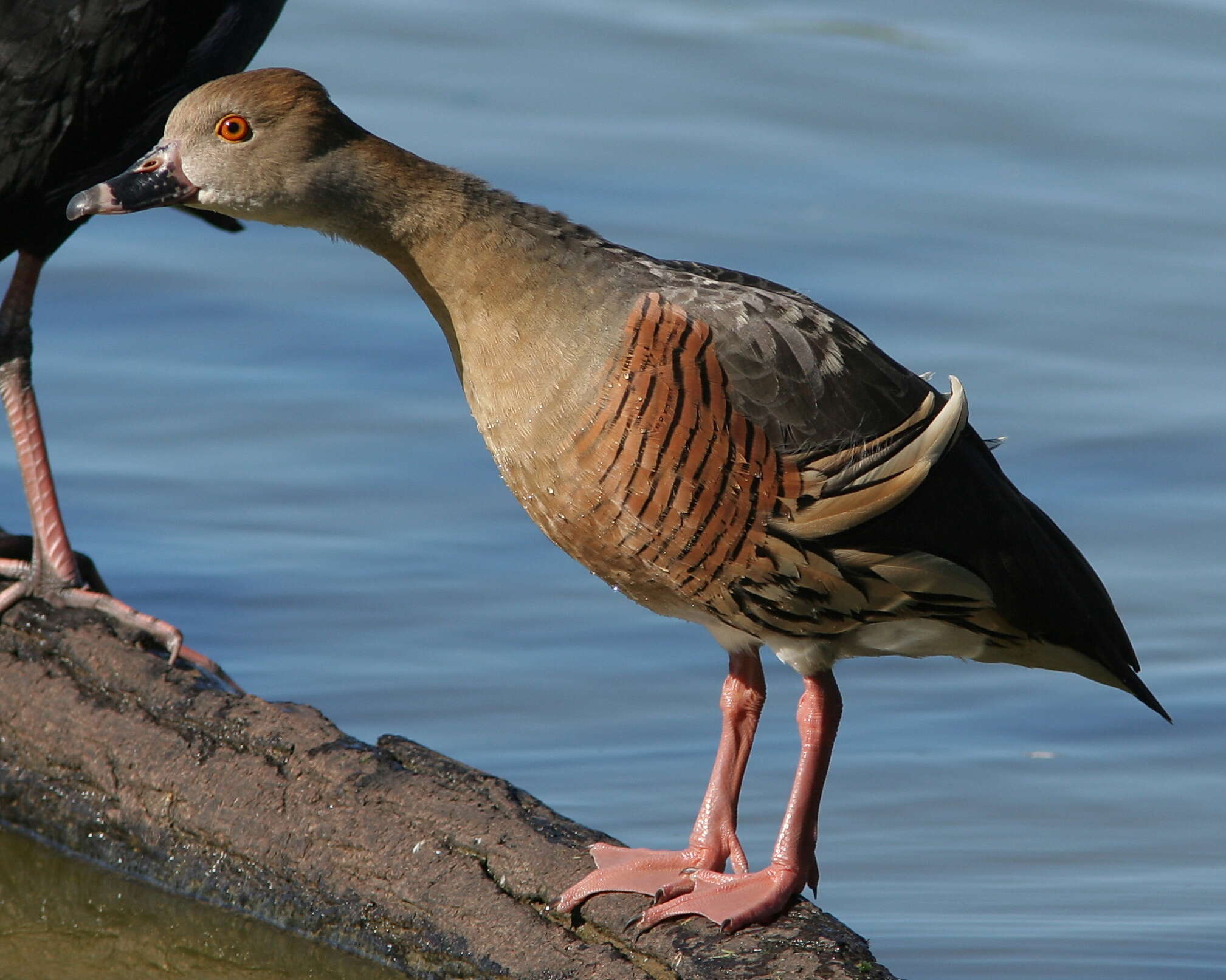 Image of Grass Whistling Duck