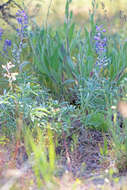 Imagem de Lupinus argenteus var. argenteus