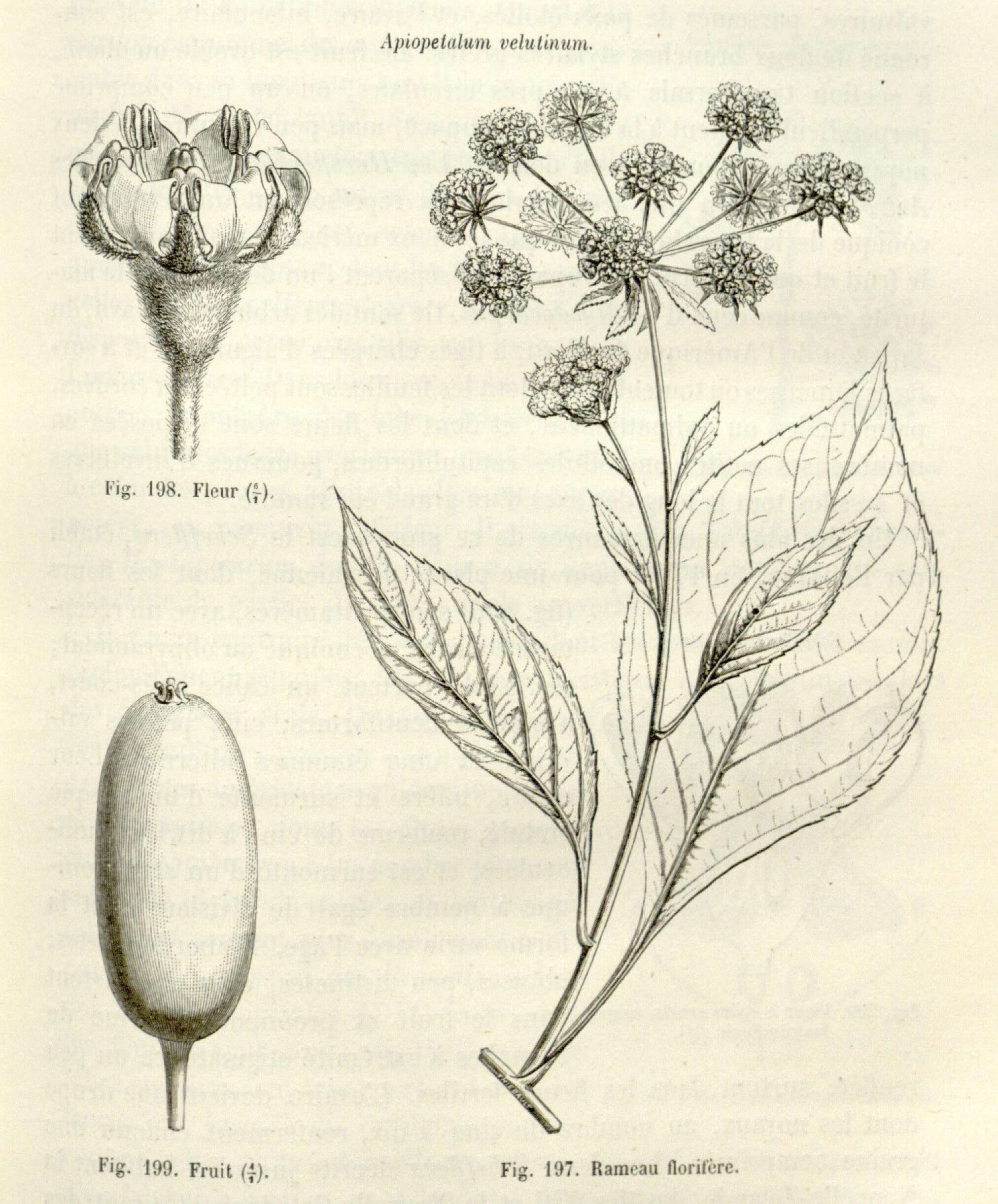 Image of Apiopetalum