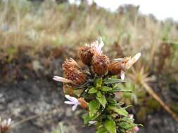 Image de Diplostephium gynoxyoides Cuatrec.