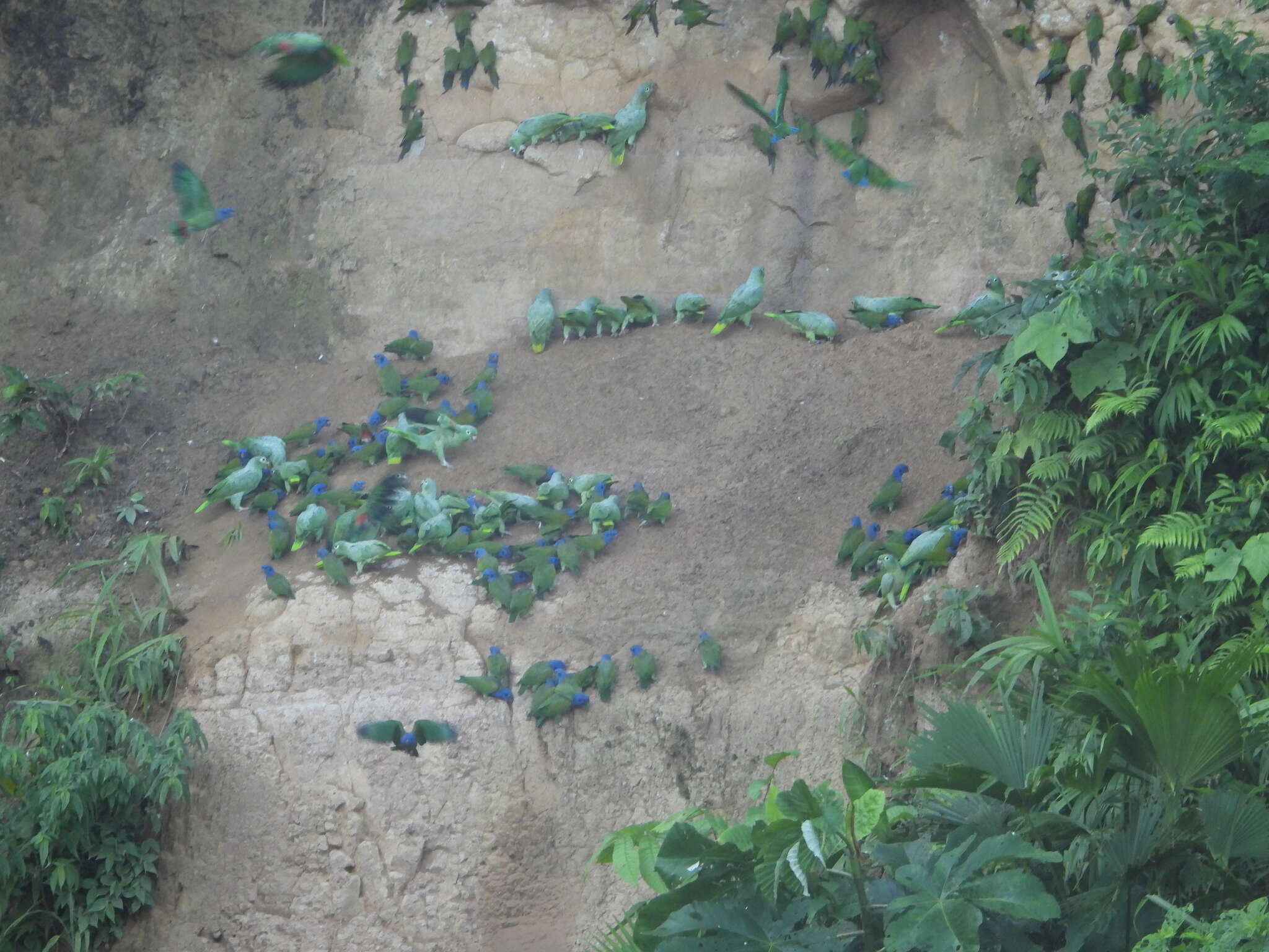 Image of Dusky-headed Parakeet