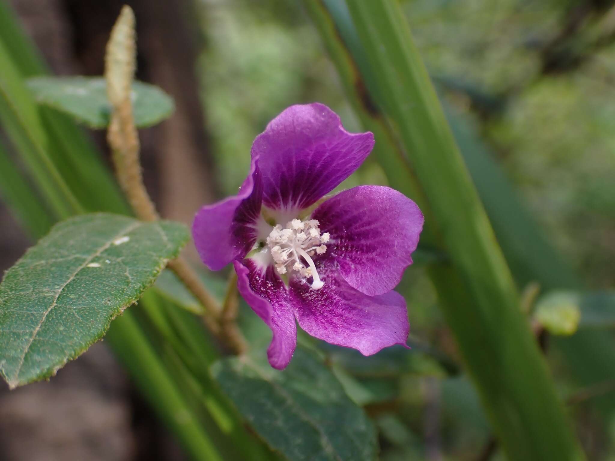 Image of Howittia trilocularis F. Müll.