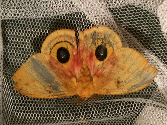 Image of Io Moth