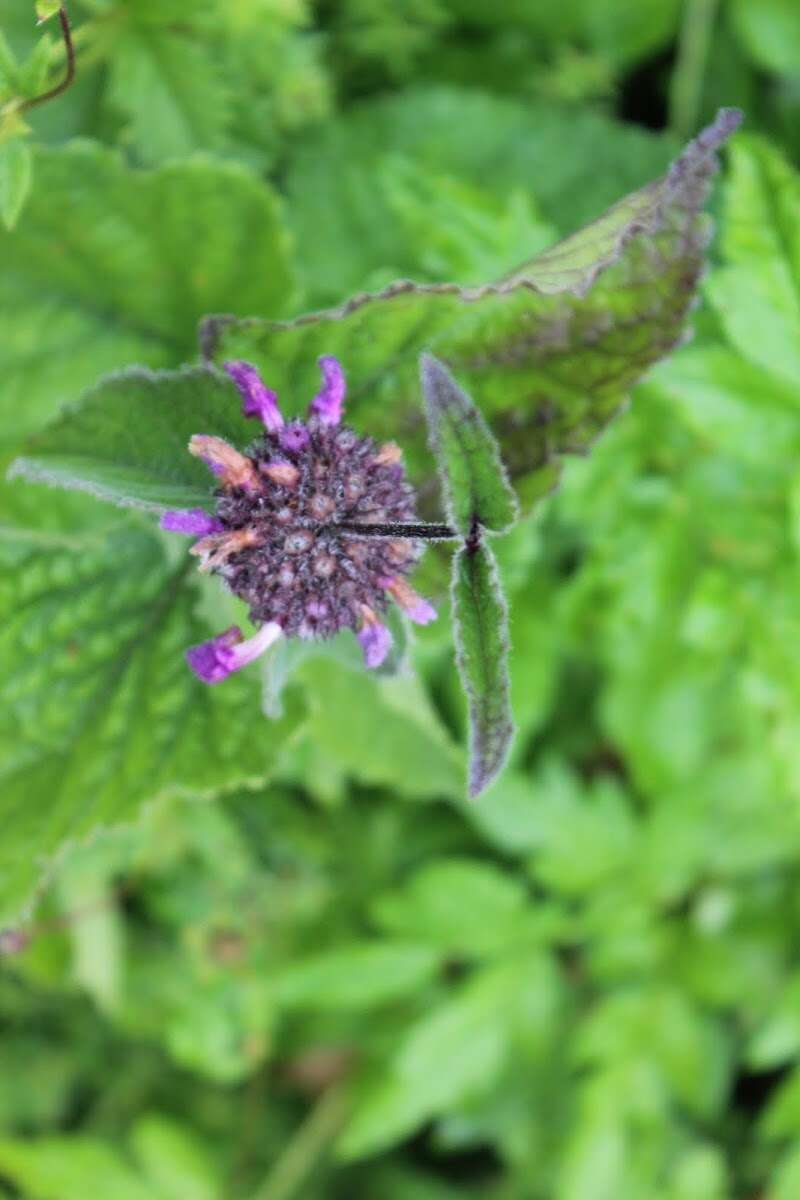 Image of Phlomoides bracteosa (Royle ex Benth.) Kamelin & Makhm.