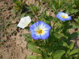 Image of Dwarf Morning Glory