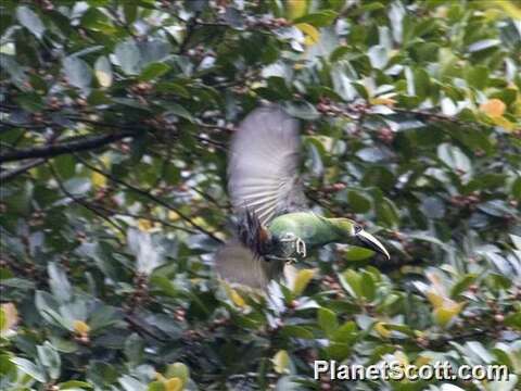 Image of Emerald Toucanet