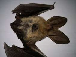 Image of Gray Big-eared Bat