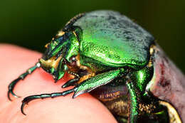 Image of Cotinis laticornis Bates 1889