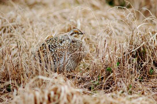 Image of Sharp-tailed Grouse