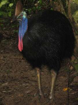 Image of Southern Cassowary