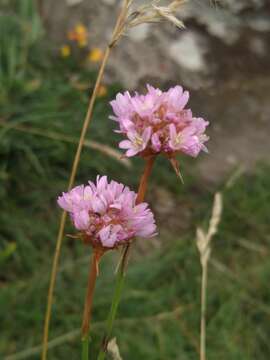 Image of Armeria arenaria (Pers.) Schult.