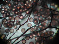 Image of Enerthenema papillatum