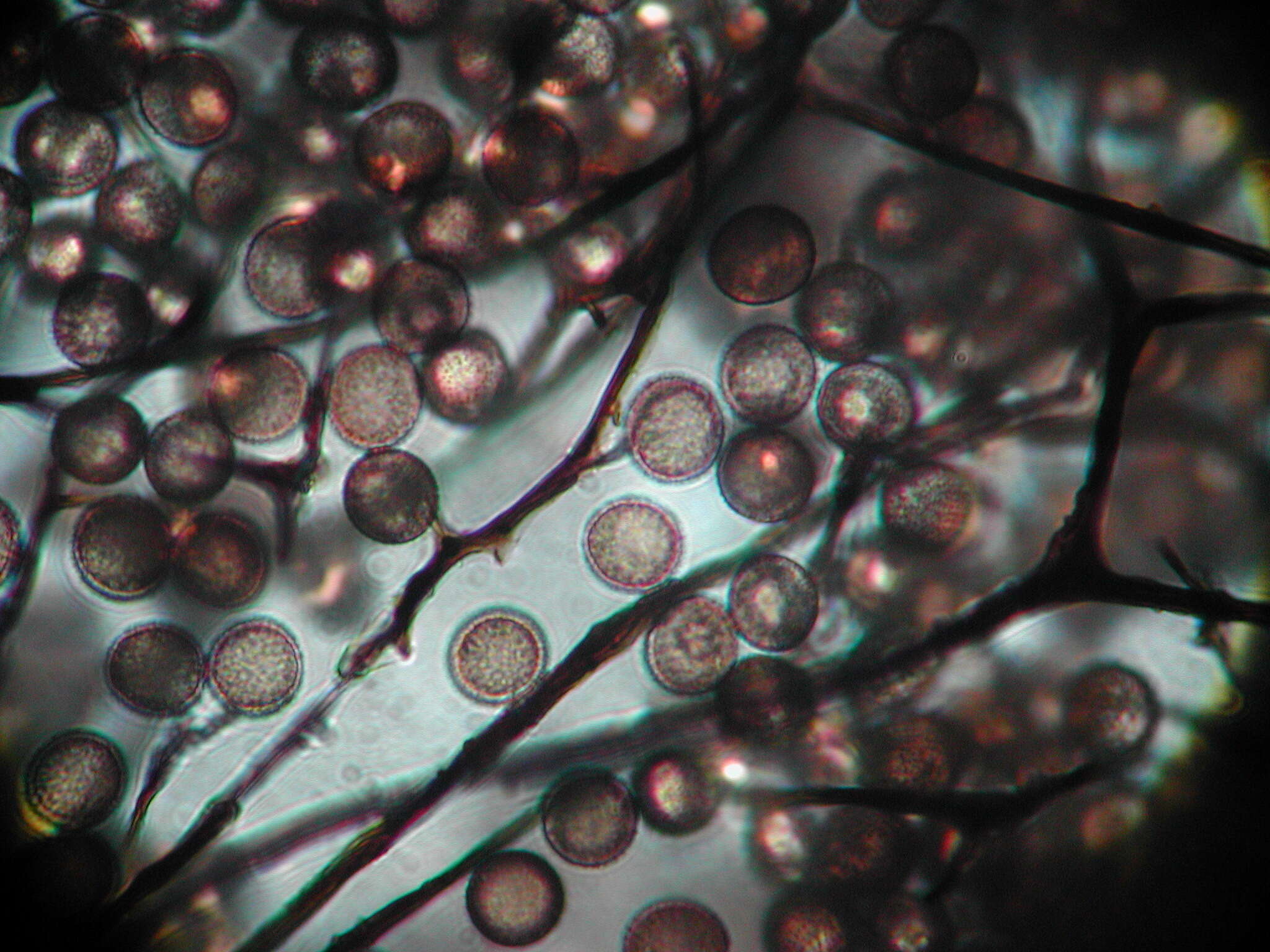 Image of Enerthenema papillatum
