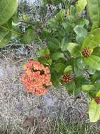 Ixora chinensis Lam. resmi