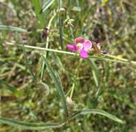 Plancia ëd Phaseolus acutifolius A. Gray