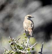 Image of Band-tailed Earthcreeper