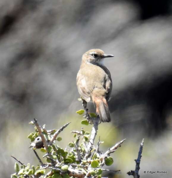 Image of Band-tailed Earthcreeper