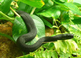 Image of Caucasian (Caucasus) Viper