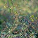 Image of Boerhavia repens subsp. repens