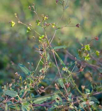 Image of Boerhavia repens subsp. repens