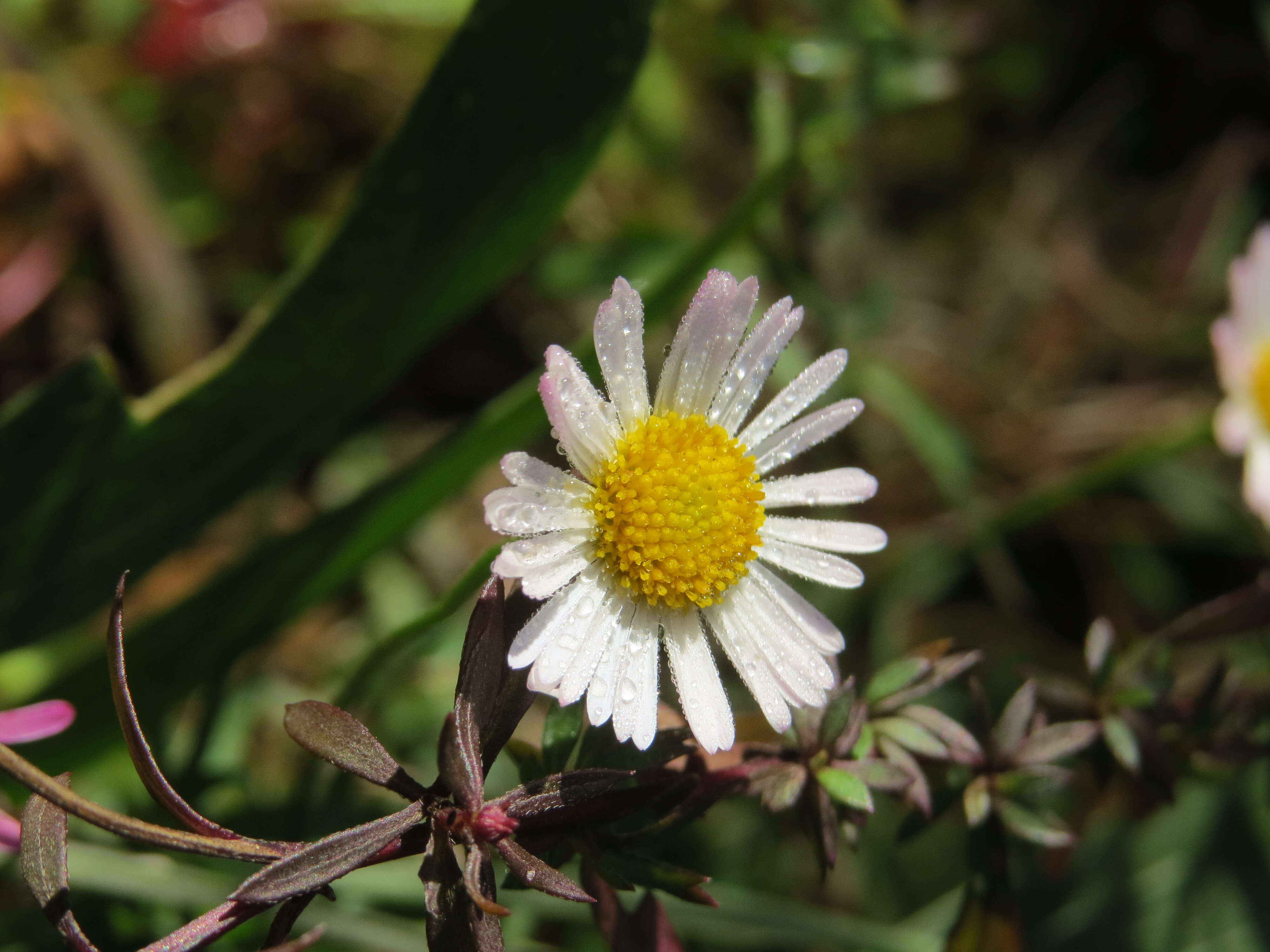 Image of Latin American Fleabane