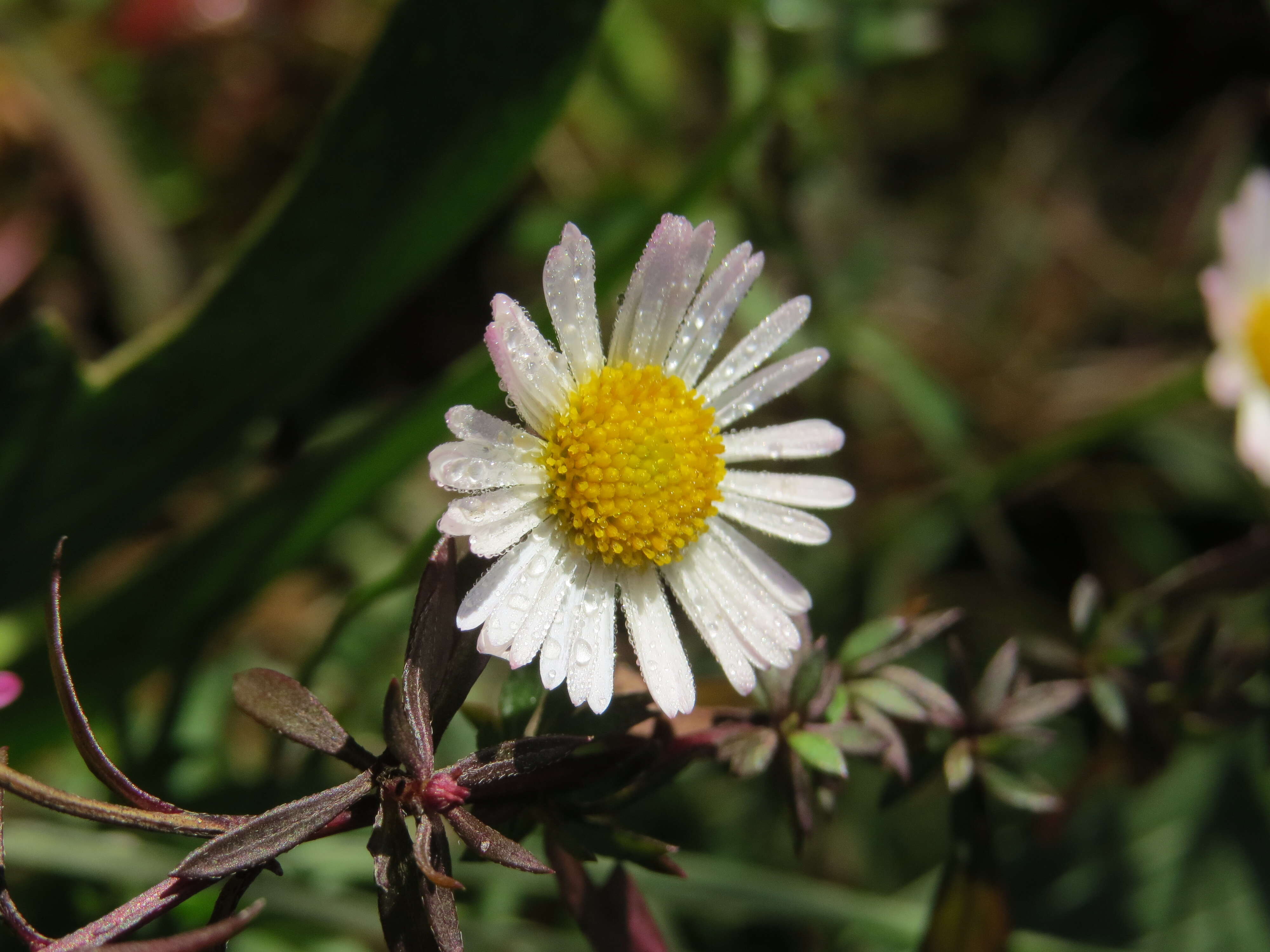 Sivun Erigeron karvinskianus DC. kuva