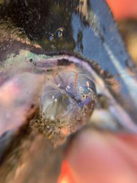 Image of Pacific sea gooseberry