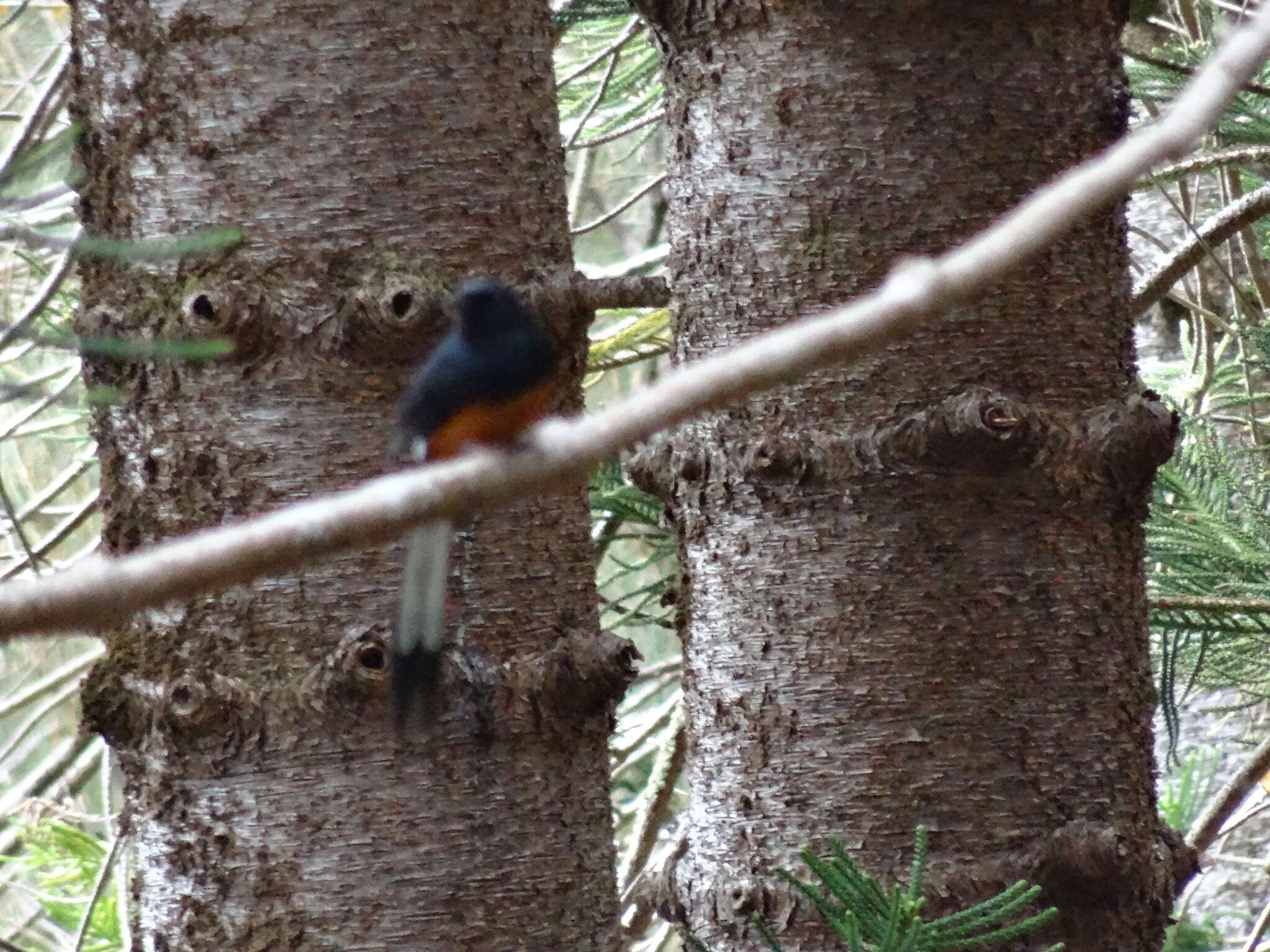 Image of White-rumped Shama