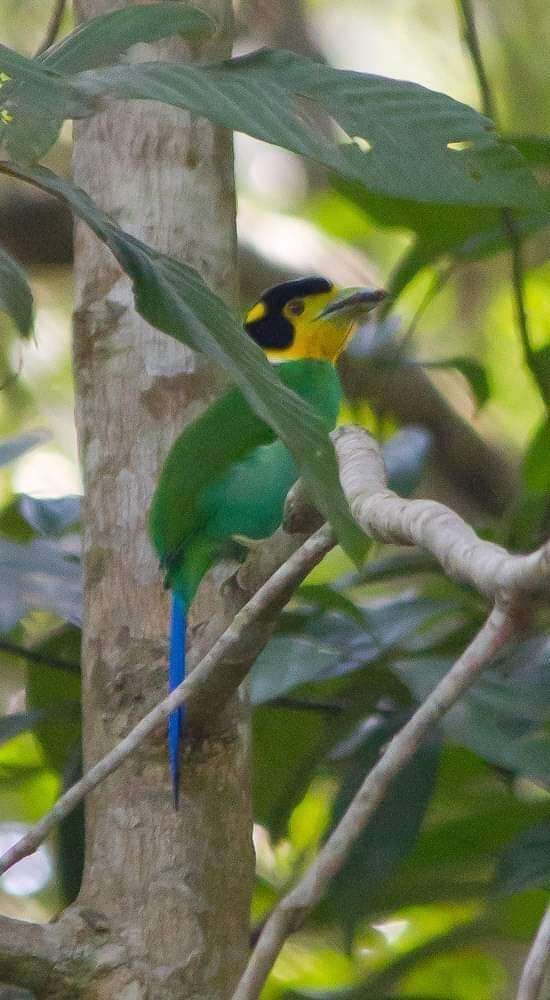 Psarisomus dalhousiae cyanicauda Riley 1935 resmi