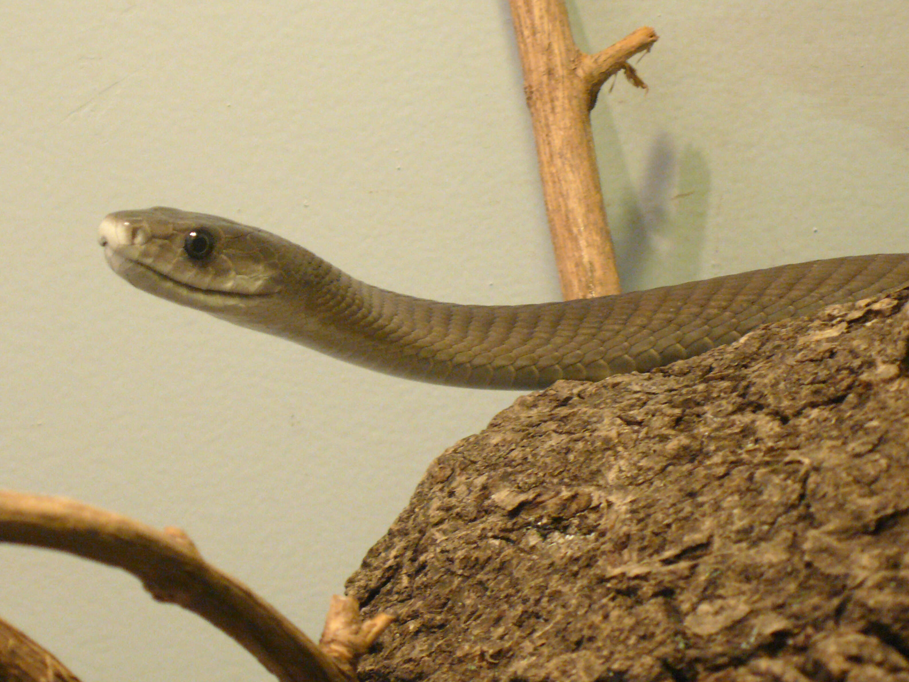 Image of Black Mamba