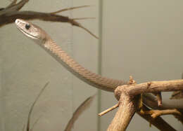 Image of Black Mamba