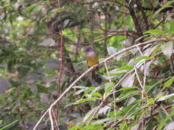 Image of Canary-flycatcher