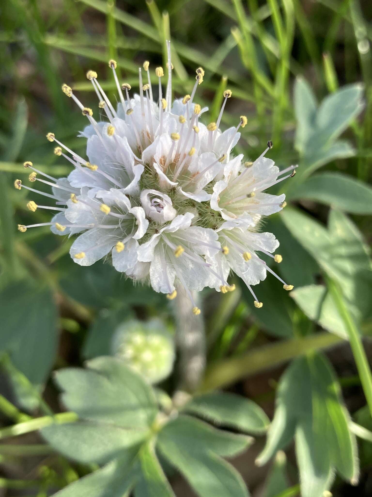 Hydrophyllum capitatum var. thompsonii (M. E. Peck) Constance的圖片